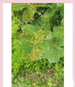 五味子栽培，选对品种，掌握关键技巧