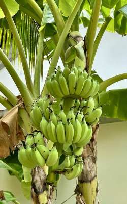 花椒树怎样防治黑腐病，识别早期症状，掌握关键方法