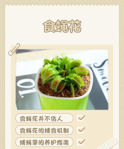 花椒树怎样防治黑腐病，识别早期症状，掌握关键方法