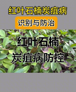 花椒树怎样防治黑腐病，识别早期症状，掌握关键方法
