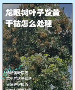 花椒树怎样防治黑腐病，识别早期症状，掌握关键方法