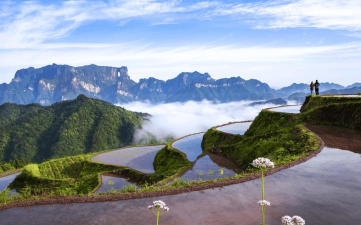 缘罗花怎么养，掌握关键技巧，轻松培育健康植株