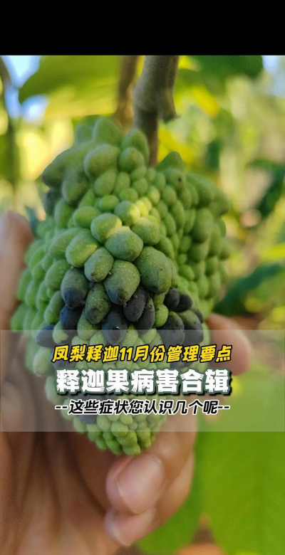 缘罗花怎么养，掌握关键技巧，轻松培育健康植株
