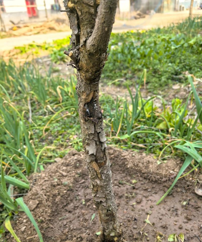 小区绿化景观设计，提升居住品质，打造舒适环境