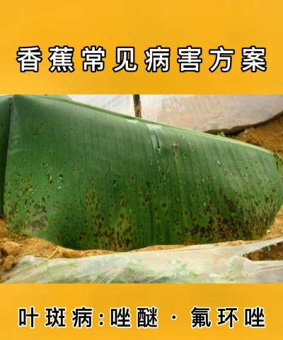 小区绿化景观设计，提升居住品质，打造舒适环境