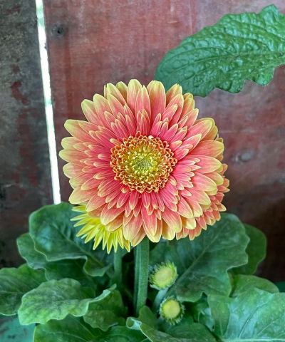 非洲菊什么季节有