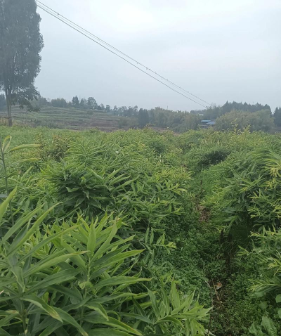 小区绿化景观设计，提升居住品质，打造舒适环境