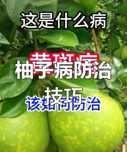 五味子栽培，选对品种，掌握关键技巧