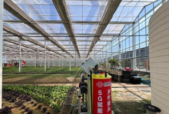 五味子栽培，选对品种，掌握关键技巧