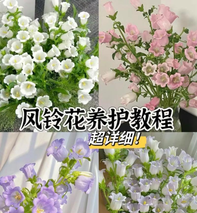 五味子栽培，选对品种，掌握关键技巧