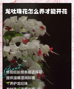 吐龙珠花怎么养开花多,掌握关键技巧,轻松爆盆 吐龙珠花怎么养开花多,掌握关键技巧,轻松爆盆