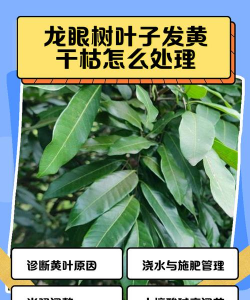 龙眼树嫩叶枯死防治方法，找准原因，对症下药