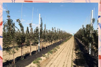 黄瓜的栽培技术，掌握关键步骤，轻松收获果实