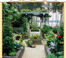 黄瓜的栽培技术，掌握关键步骤，轻松收获果实