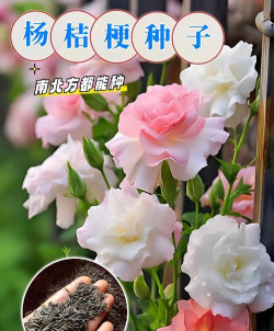 无土栽培论文，研究热点分析，写作思路分享