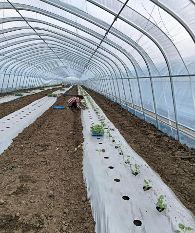 无土栽培论文，研究热点分析，写作思路分享