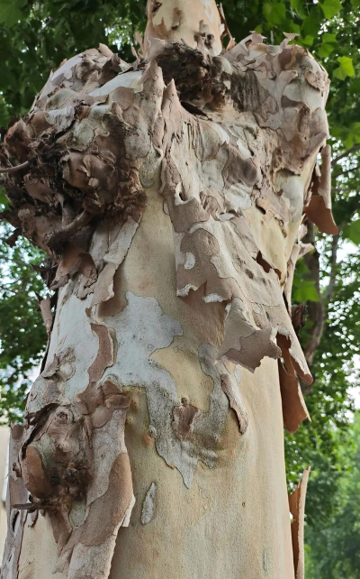 无土栽培论文，研究热点分析，写作思路分享