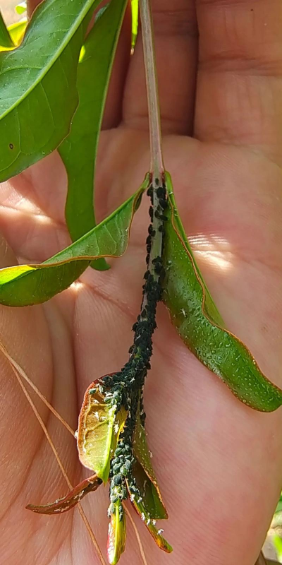 无土栽培论文，研究热点分析，写作思路分享