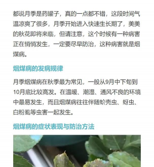缘罗花怎么养，掌握关键技巧，轻松培育健康植株