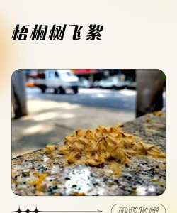 缘罗花怎么养，掌握关键技巧，轻松培育健康植株