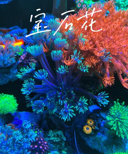 缘罗花怎么养，掌握关键技巧，轻松培育健康植株