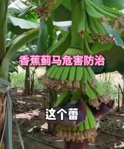 缘罗花怎么养，掌握关键技巧，轻松培育健康植株