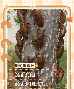 金钱树怎么栽培，掌握关键技巧，轻松养活它