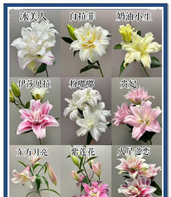 百合花栽培，选对品种，轻松上手
