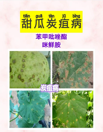 金钱树怎么栽培，掌握关键技巧，轻松养活它