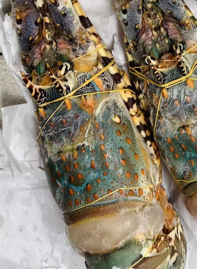 花龙虾怎么养,掌握关键技巧,轻松提升成活率 花龙虾怎么养,掌握关键技巧,轻松提升成活率