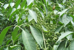 丝棉木用什么肥