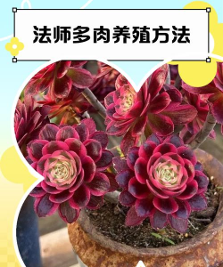 伽蓝花怎么养,掌握关键技巧,轻松养出好状态 伽蓝花怎么养,掌握关键技巧,轻松养出好状态