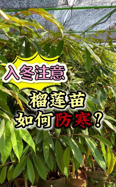 树杆防治，常见问题，实用方法