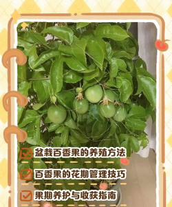 果肉花怎么养，新手入门指南，轻松掌握养护技巧