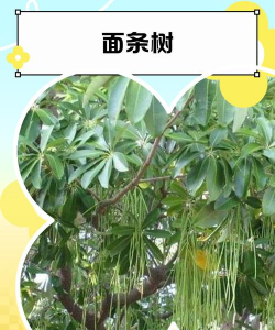 面条树常见病虫害防治，识别症状，掌握方法