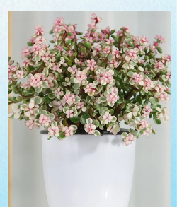 树杆防治，常见问题，实用方法