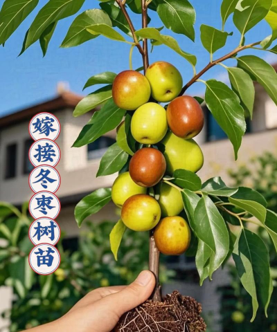 黄瓜的栽培技术，掌握关键步骤，轻松收获果实