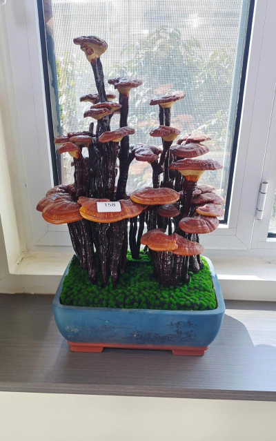 黄瓜的栽培技术，掌握关键步骤，轻松收获果实