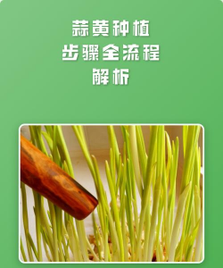 枸杞树病虫害的防治方法，识别常见问题，掌握应对技巧