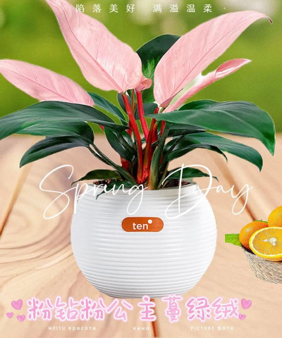 枸杞树病虫害的防治方法，识别常见问题，掌握应对技巧