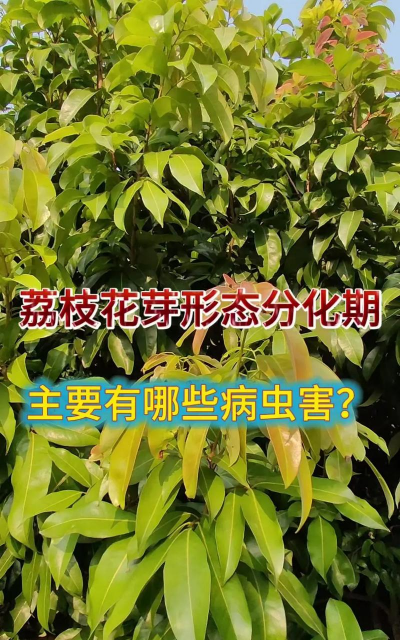 枸杞树病虫害的防治方法，识别常见问题，掌握应对技巧