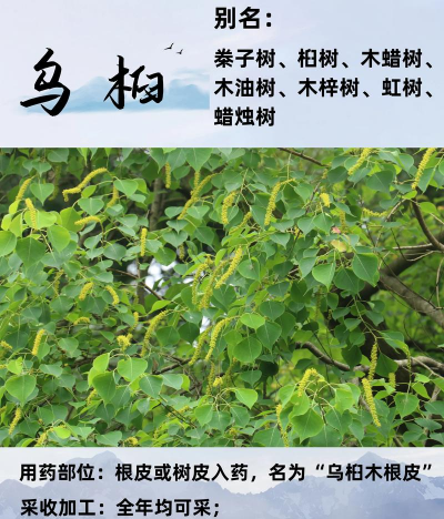 无土栽培论文，研究热点分析，写作思路分享