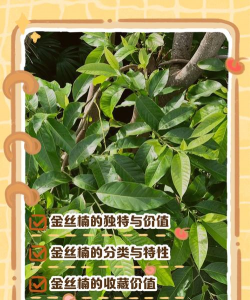 金丝楠木树病虫害防治，常见问题解析，实用应对方法