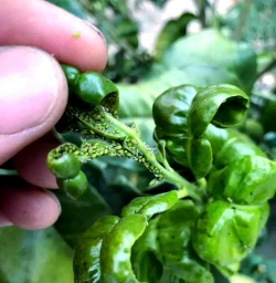 柚树春季病虫害防治视频，识别常见虫害，掌握防治技巧