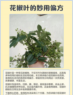 花椒树用什么药防治黄叶，找准原因再下手，别急着乱用药