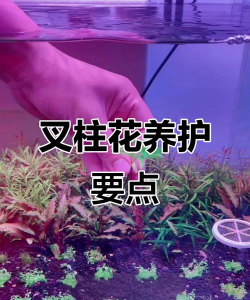 无土栽培论文，研究热点分析，写作思路分享