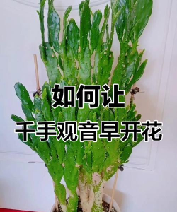 无土栽培论文，研究热点分析，写作思路分享