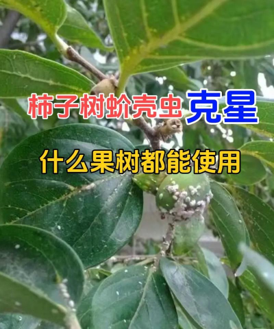 皇后花怎么养，新手入门指南，轻松掌握养护技巧