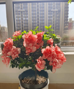 皇后花怎么养，新手入门指南，轻松掌握养护技巧