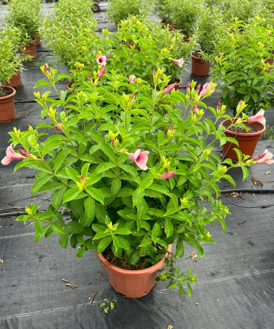 无土栽培论文，研究热点分析，写作思路分享